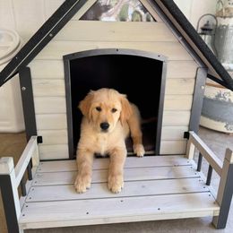 Golden Retriever puppies from Golden Meadows of Utah