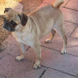 Biscotti - Pug