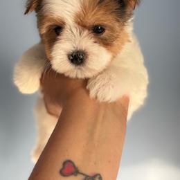 Male 2 - Parti male Yorkshire Terrier puppy in Fredericksburg, Virginia from VA Exclusive Yorkies