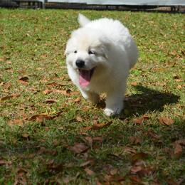 Berger Blanc Suisse and German Shepherd Puppies from Vom Hundhaus German Shepherds