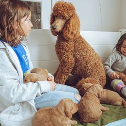 Goldendoodle Puppies from Abner Creek Doodles