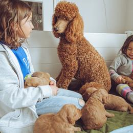 Goldendoodle Puppies from Abner Creek Doodles