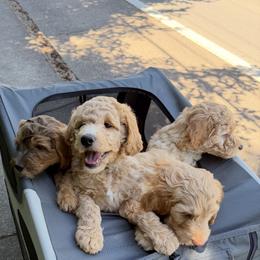 Goldendoodle Puppies from Rosie's Doodle Den