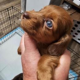 Hershey - Chocolate female Dachshund puppy in Strong, Arkansas from Dachshunds R Us