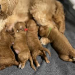 Goldendoodles from Designer doodles