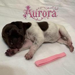 Aurora - Liver and white female German Shorthaired Pointer puppy in North Branch, Minnesota from Chrishelle Farm