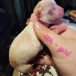 Chihuahua Puppies from King's Country Style Kennels