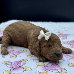 Olive - Red  female Goldendoodle puppy in Loveland, Colorado from Littledoodles2love