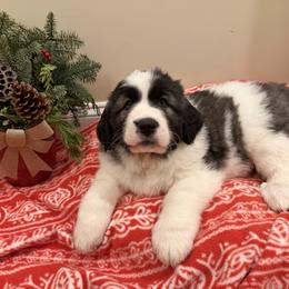 Acorn - White and brown male Pyrenean Mastiff puppy in Hillsboro, Virginia from Bella Dulce