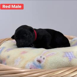 Red Collar Male - Sable male German Shepherd puppy in Louisville, Kentucky from Barrage K9