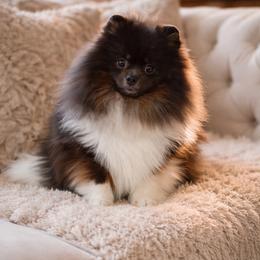 Pomeranian puppies from Idahoan Poms