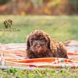 Aussiedoodle Puppies from Dani's Dandy Doodles