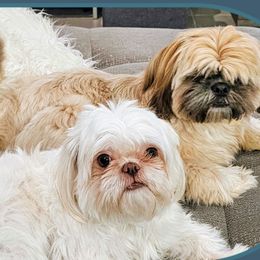 Shih Tzus from Santosh Abraham