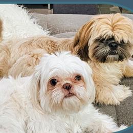 Shih Tzus from Santosh Abraham