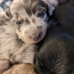 Dachshund Puppies from Bumpkins Dachshunds