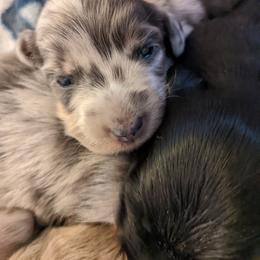 Dachshund Puppies from Bumpkins Dachshunds