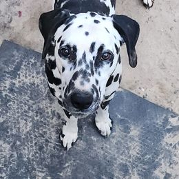 Chanter - White and black male Dalmatian puppy in Doswell, Virginia from Ashwood Dalmatians