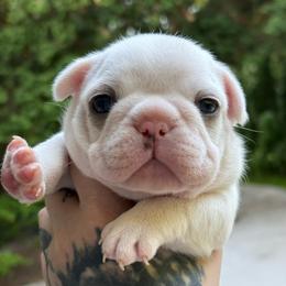 Chanel - Cream female French Bulldog puppy in Hemlock, Michigan from Top Billin' Frenchies, LLC