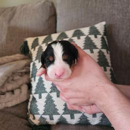 Honey - Black tan and white female Bernese Mountain Dog puppy in Inman, South Carolina from Shadow Acres