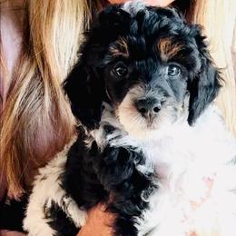 Hans - Parti male Poodle puppy in Sperry, Oklahoma from PuppyLove Poodles