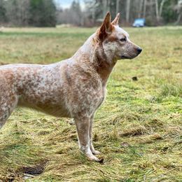 Kaci - Australian Cattle Dog