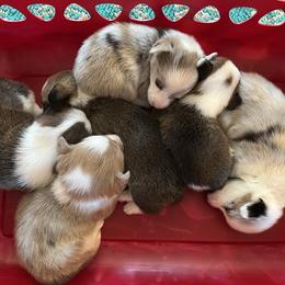 American Corgi puppies from Moonlit Ranch