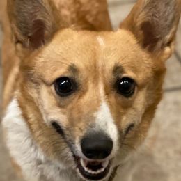 Scarlett - Pembroke Welsh Corgi