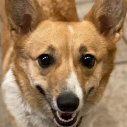 Scarlett - Pembroke Welsh Corgi