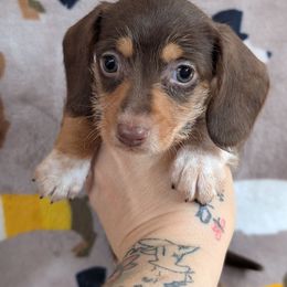 Mabel wirehair - Chocolate and tan female Dachshund puppy in Barnard, Missouri from KB Doxies