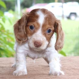 Mitchel Purebred DNA Tested Parents Health Certified Family Raised - Piebald male Dachshund puppy in Haines City, Florida from Divine Poodle Paradise Standard Poodles & Divine Dachshunds