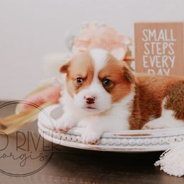 Pembroke Welsh Corgi Puppies from Red River Corgis