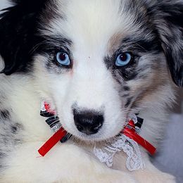 Aussiedoodles, Miniature Australian Shepherds, and Poodles from JJ West Coast Pups