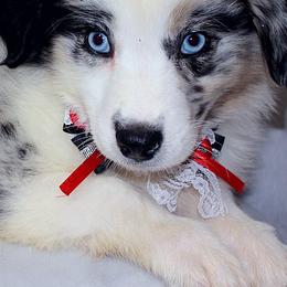 Aussiedoodles, Miniature Australian Shepherds, and Poodles from JJ West Coast Pups