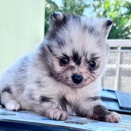 Boy - Blue merle male Pomeranian puppy in Los Angeles, Santa Clarita, California from LT_Poms