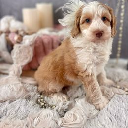 Girl 3 - Caramel Australian Labradoodle puppy in Dawson, Georgia from Still Pond Retrievers & Labradoodles