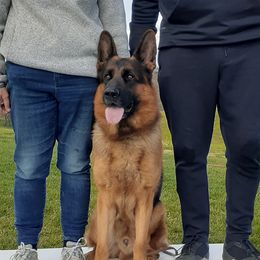 Bo - German Shepherd