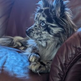 Pomsky Puppies from Wolfpack Pomskies