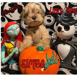 Miniature Schnauzer Puppies from Amaya Lara Schnauzers