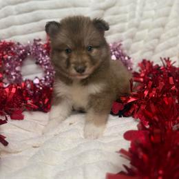 Cherub - Red and white female Siberian Husky puppy in London, Ohio from Rose Trail Siberian’s