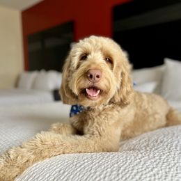 Olivia - Goldendoodle