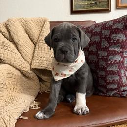 Boots - Gray brindle female Cane Corso puppy in Utah from 3Lake Kennelz