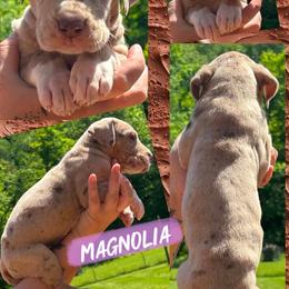 MAGNOLIA - Chocolate and white female Great Dane puppy in Wellsville, New York from Prophecy Danes