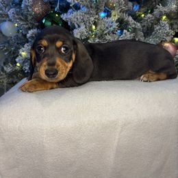 Jack - Gray (blue) and tan male Dachshund puppy in Mountain Grove, Missouri from Happy Hounds and More🐾