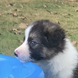 AVERI - Border Collie puppy in Jonesboro, Arkansas from Hampton Border Collies