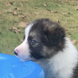AVERI - Border Collie puppy in Jonesboro, Arkansas from Hampton Border Collies