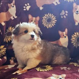 Maneet - Red female Pembroke Welsh Corgi puppy in Rensselaer, Indiana from Sharand MAS and Pembroke Welsh Corgis