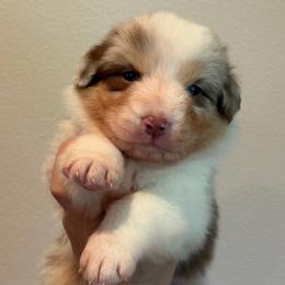 Red Merle girl 2 - Red merle female Australian Shepherd puppy in Castle Rock, Washington from Zoolo Kennels