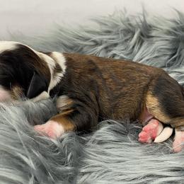American Eskimo Dog and Bernedoodle Puppies from Shadow Kennels