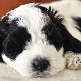 Australian Labradoodles, Cockapoos, Goldendoodles, and Labradoodles from Dessie's Doodles