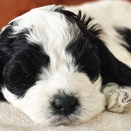 Australian Labradoodles, Cockapoos, Goldendoodles, and Labradoodles from Dessie's Doodles